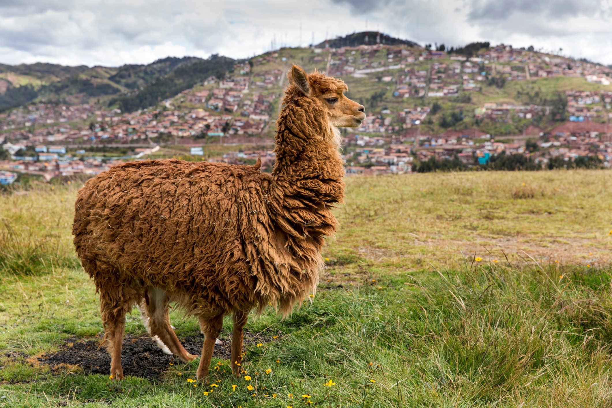Alpaca near Saksaywaman Temple, Cusco, Peru