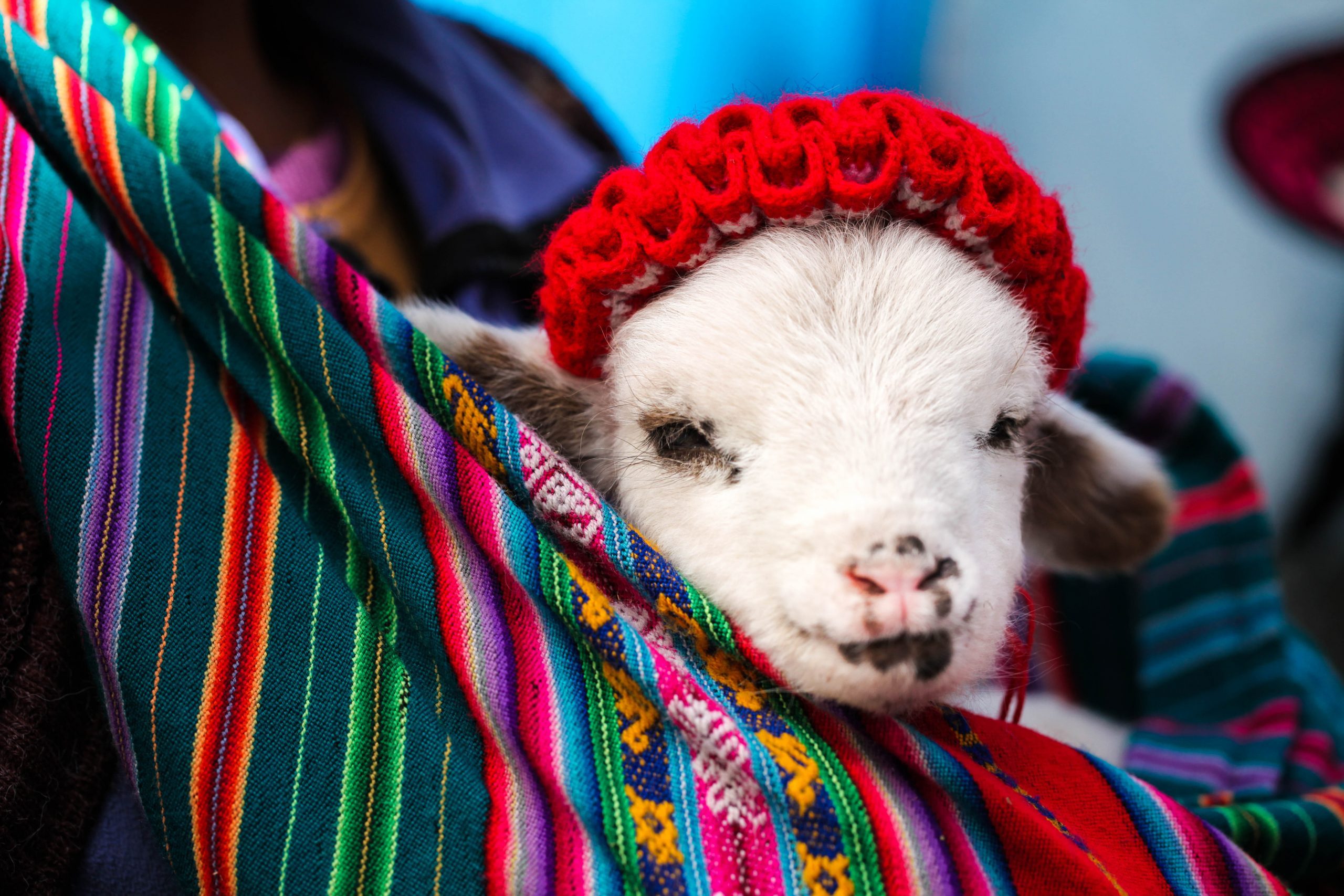 Baby Alpaca