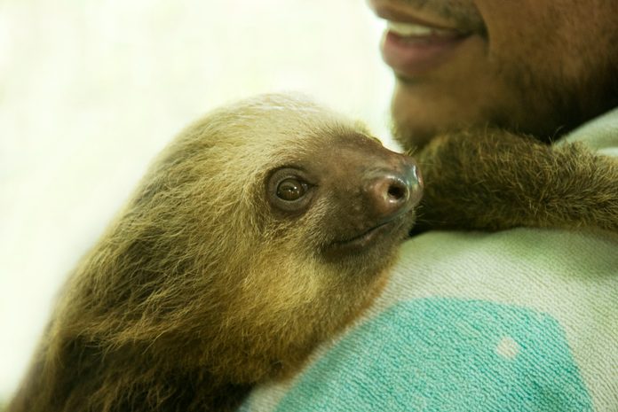 Three-toed Sloth