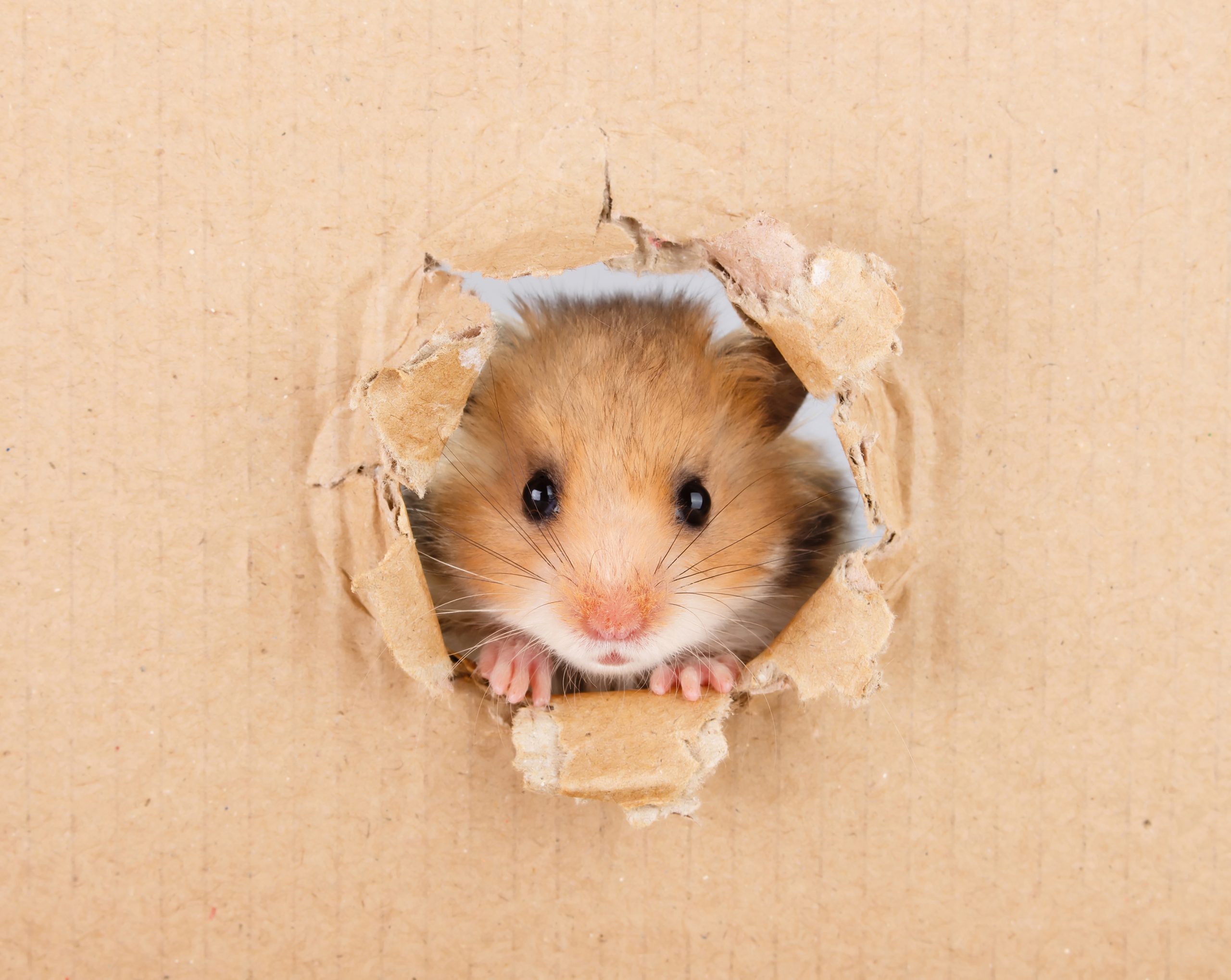 Little hamster