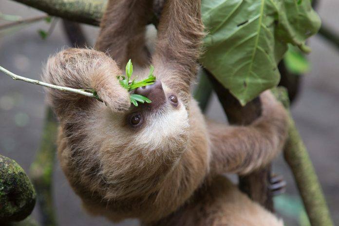 Baby Sloth
