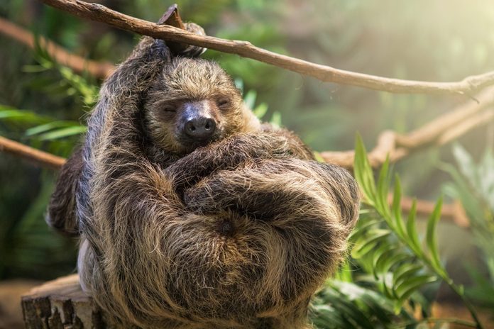 Sleeping Sloth