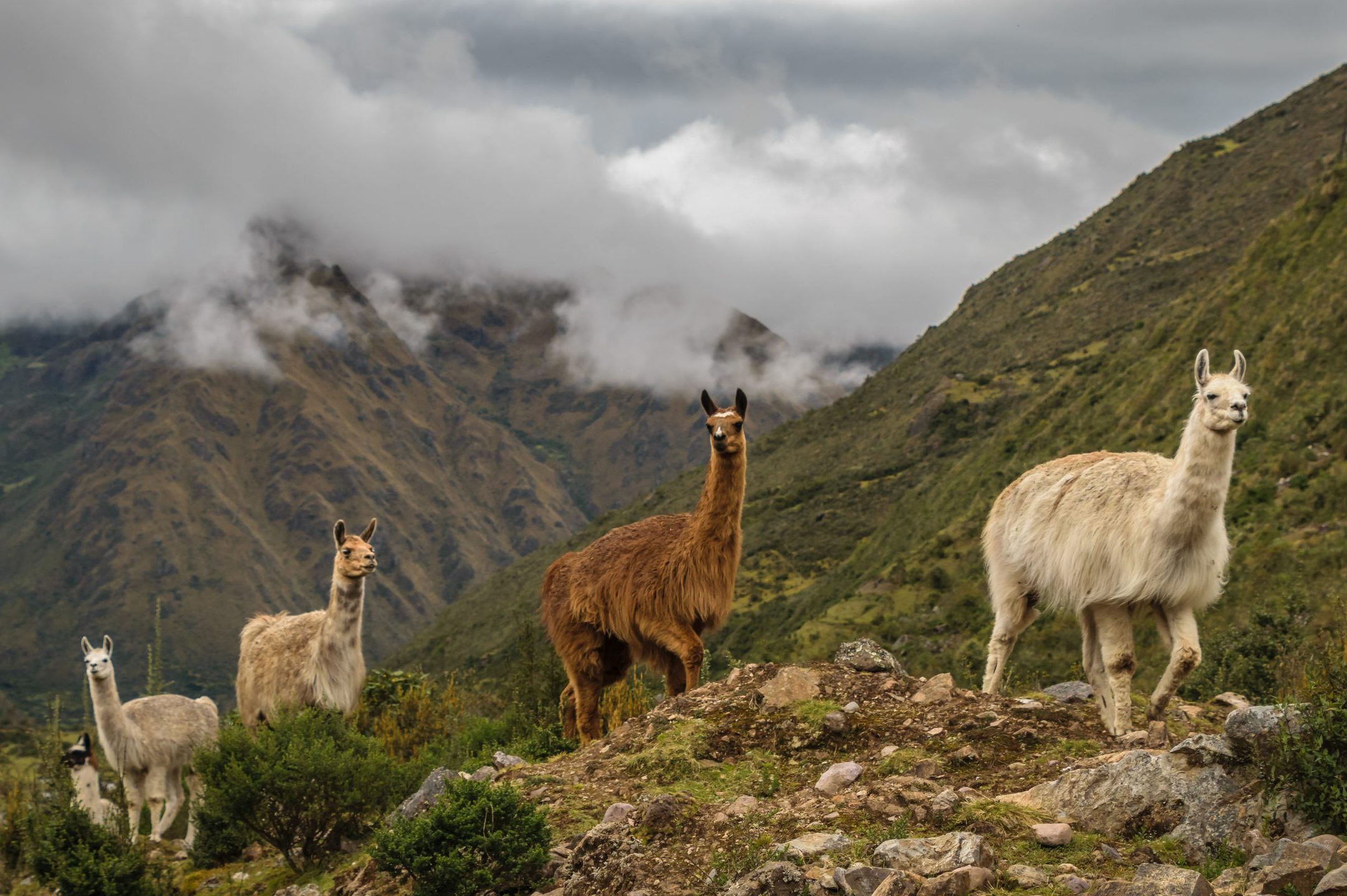 Llama path
