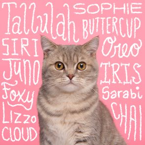 Cat sits against pink background with white text featuring names like Tallulah, Sophie, Buttercup, Oreo, Siri, Juno, Iris, Foxy, and Chai.