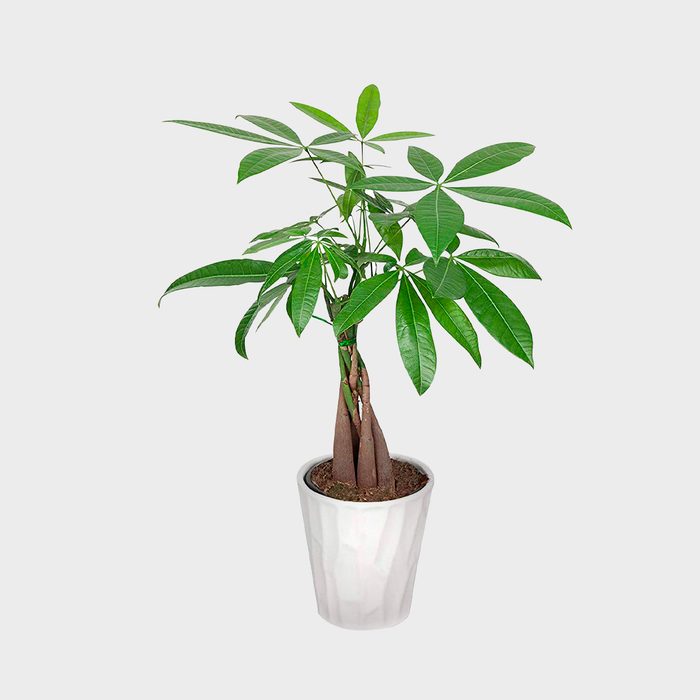 Potted plant with braided trunk stands in a white planter against a plain gray background.