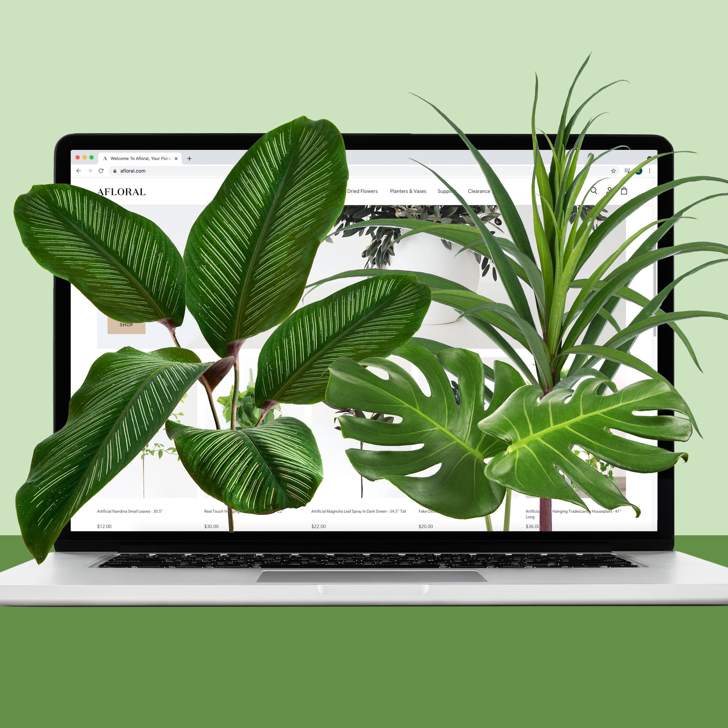 The 18 Best Places to Buy Plants Online