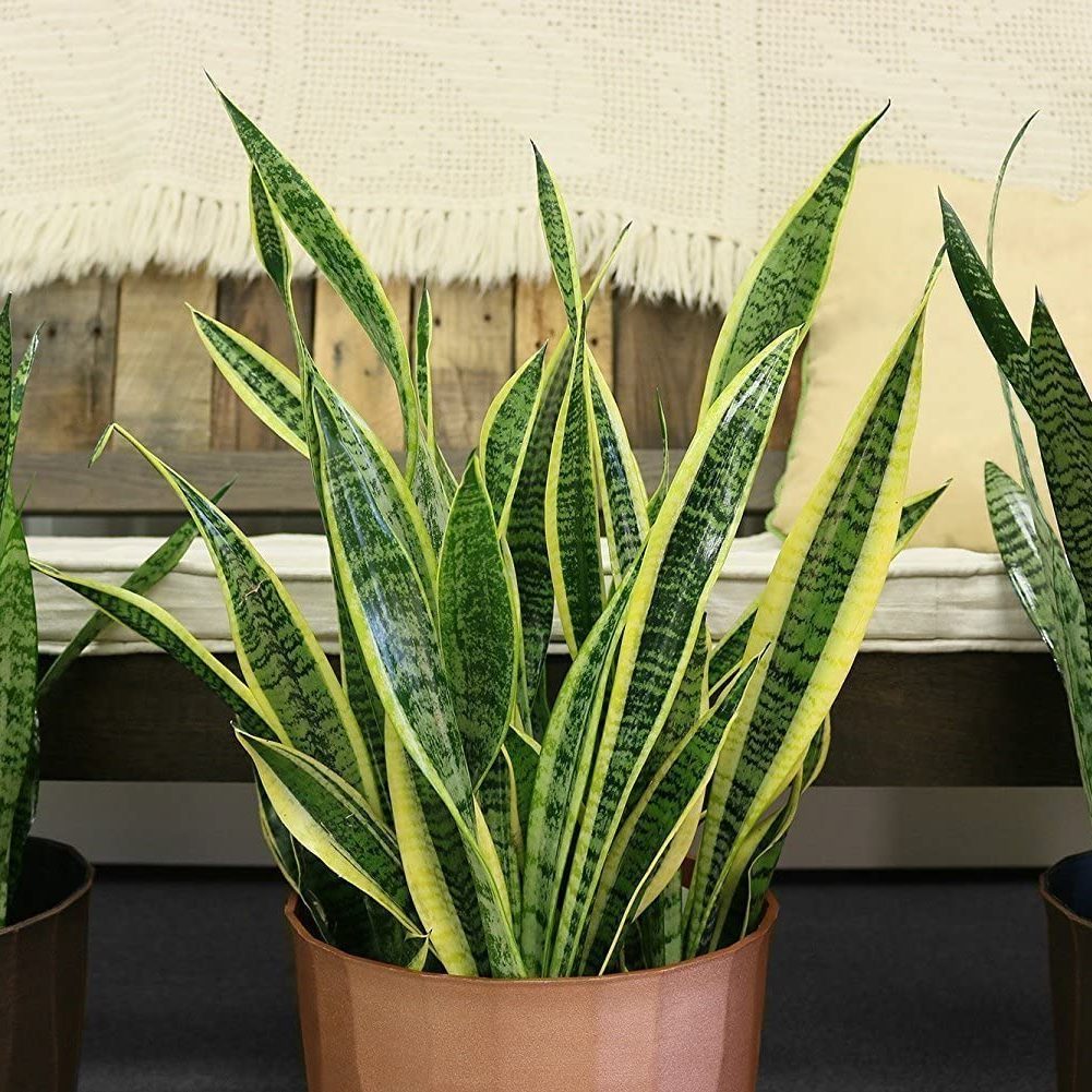Costa Farms Snake Plant Sansevieria Laurentii Ecomm Via Amazo.com