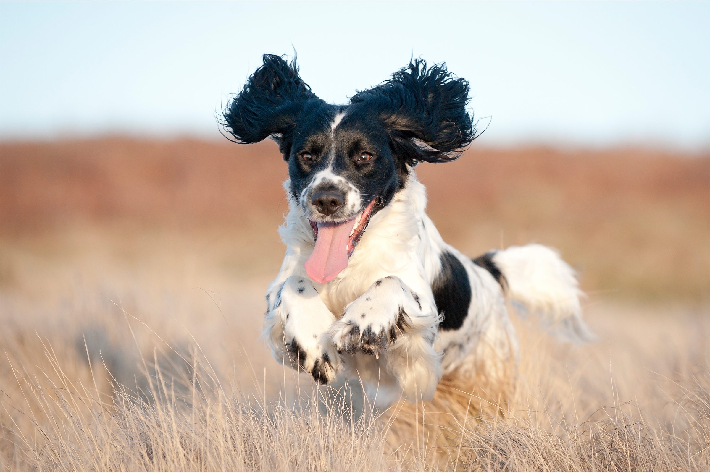 Dog running joyfully through dry grass, ears flapping, in a sunny open field.