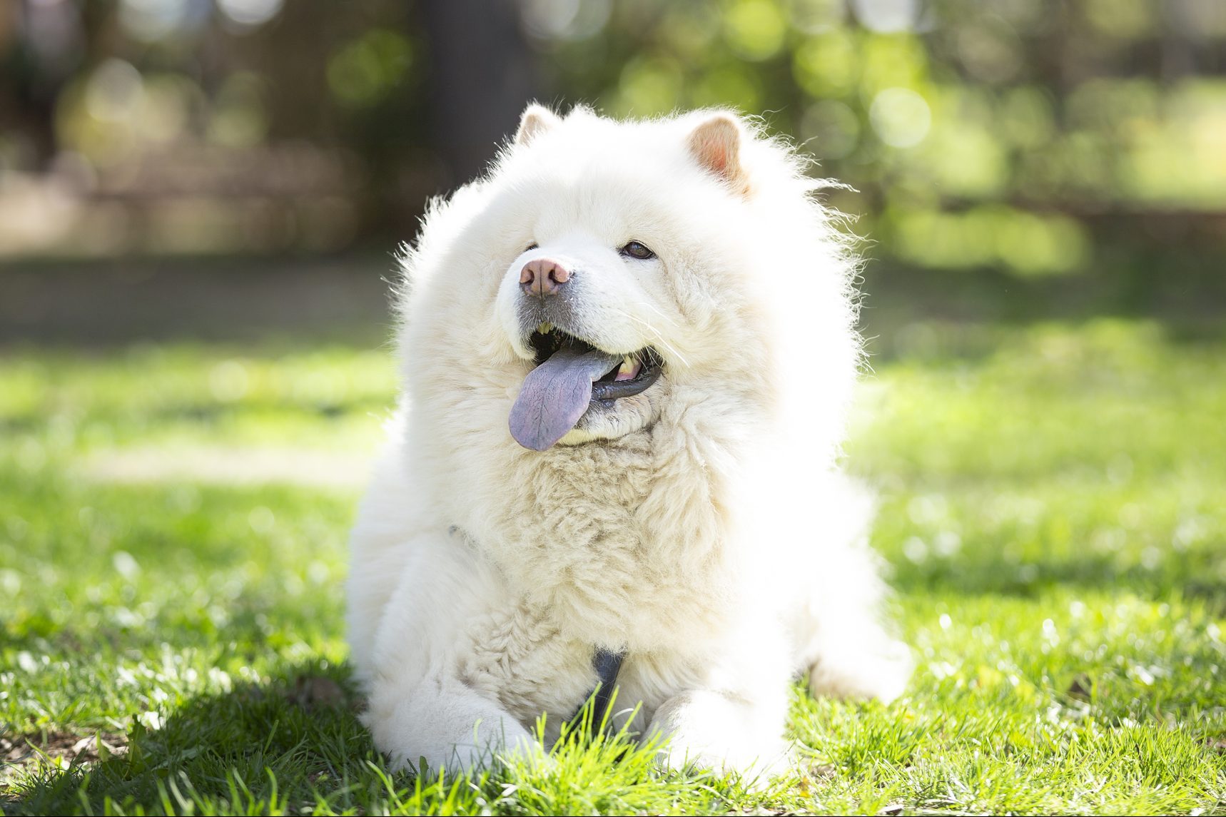 Fluffy white dog with open mouth and tongue out, resting on green grass in a sunlit park setting.
