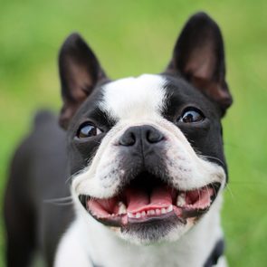 Dog smiling happily, standing outside on grassy background.