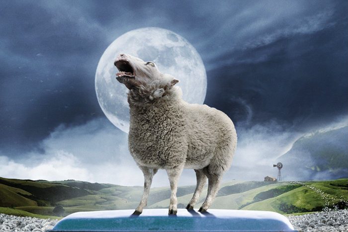 Black Sheep