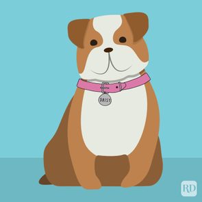 Bulldog sits wearing a pink collar with a 