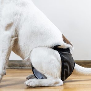 Dog wearing a black diaper while sitting on a wooden floor, with a white wall background.