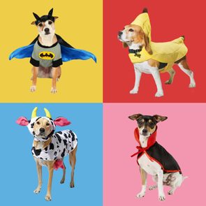 Dogs wear costumes, including superhero, banana, cow, and cape, posed against colorful backgrounds of yellow, red, blue, and pink.