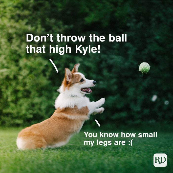 corgi playing fetch