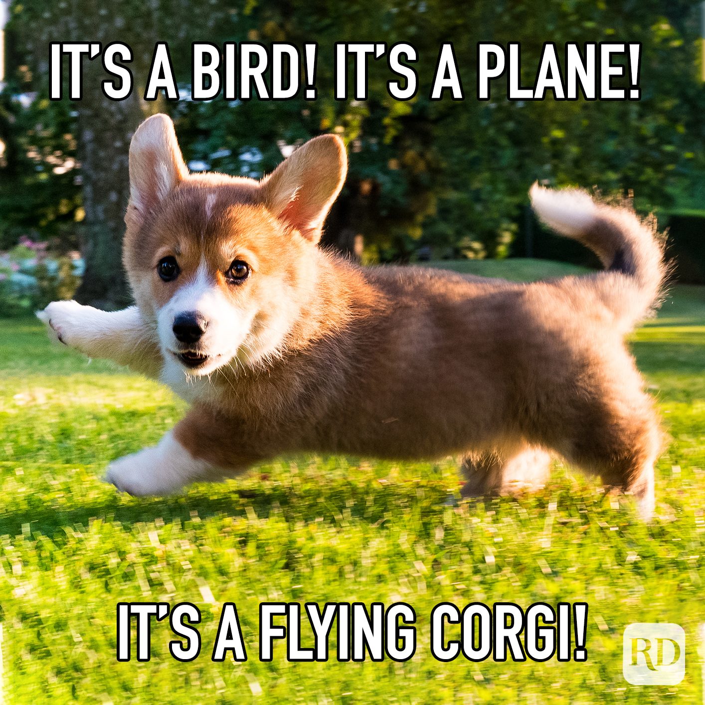 Its A Bird! Its A Plane! Its A Flying Corgi! meme text over corgi puppy jumping