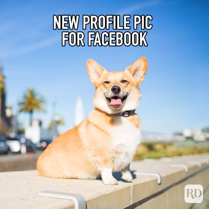 New Profile Pic For Facebook meme text over corgi looking dapper