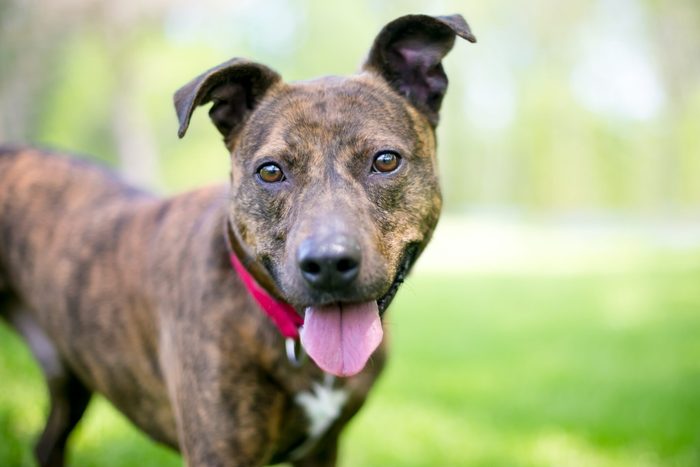 A happy brindle mixed breed dog with floppy ears standing outdoors on a sunny day