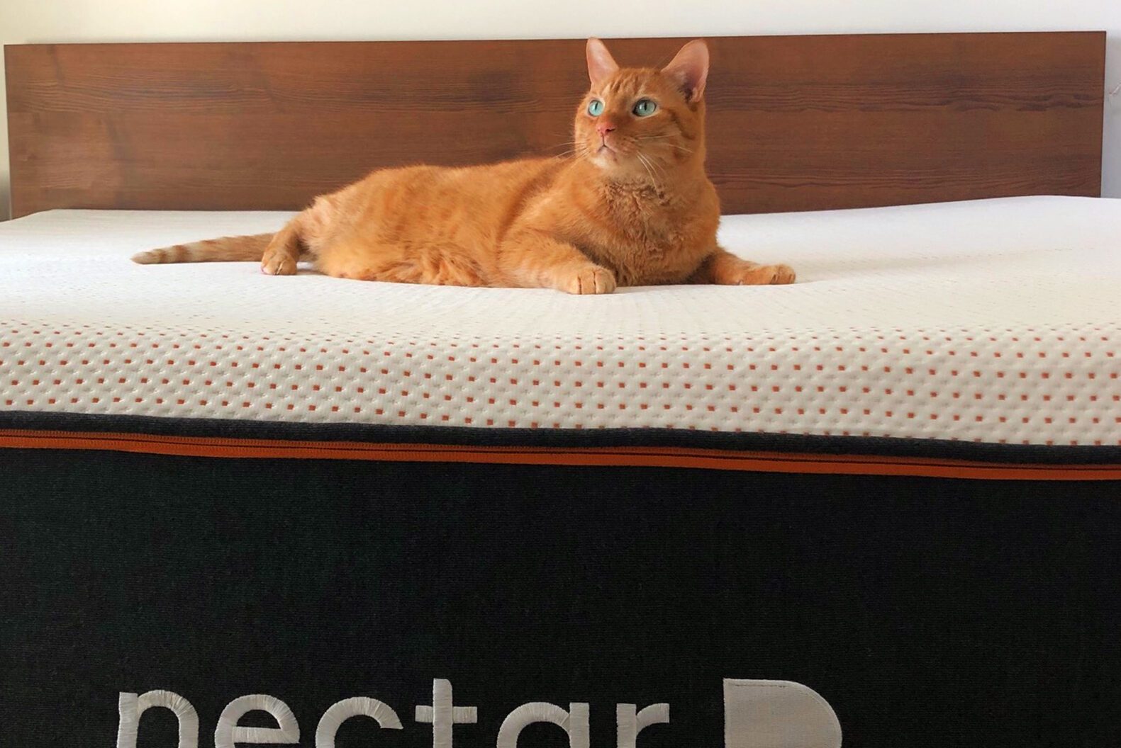 Cat On Nectar Sleep Mattress Reina Glenn