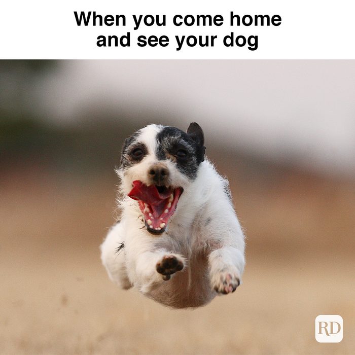 When You Come Home And See Your Dog