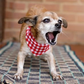 Dog barking, wearing a red checkered bandana, standing on a striped rug. Background shows a brick wall and part of a building.