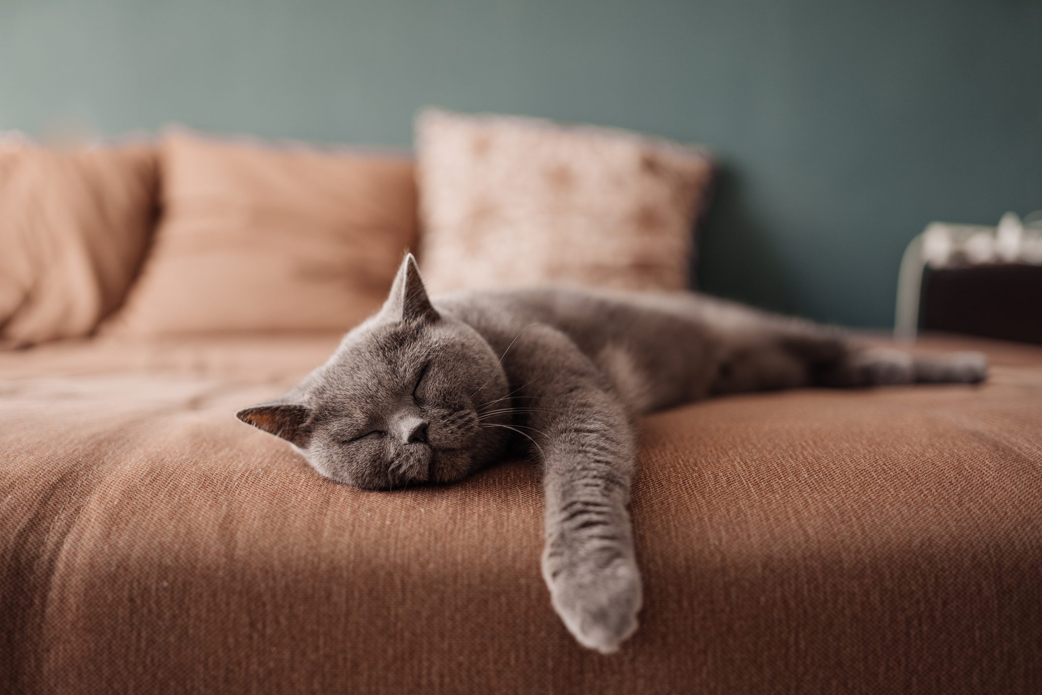 Why Do Cats Sleep So Much? The Reasons Behind All Those Catnaps