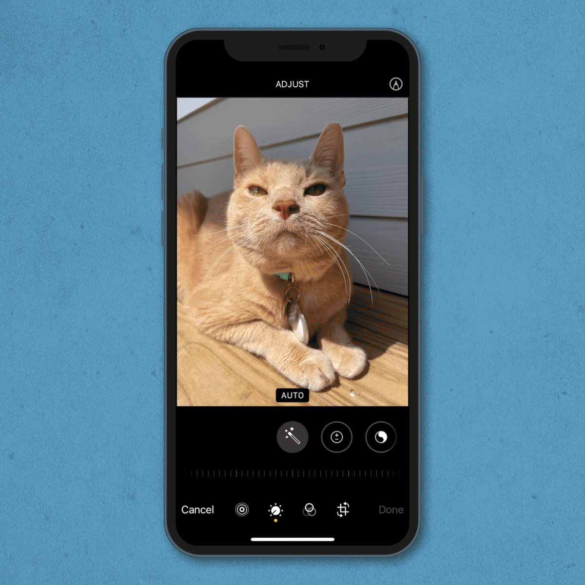 A smartphone screen displays a cat lounging on a wooden surface, with photo editing tools visible at the bottom against a blue background.