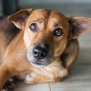 Dog lying down, looking attentively inside a room with tiled flooring.