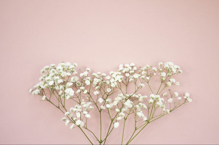 Bouquet of fresh delicate white baby breath flowers on a pink background