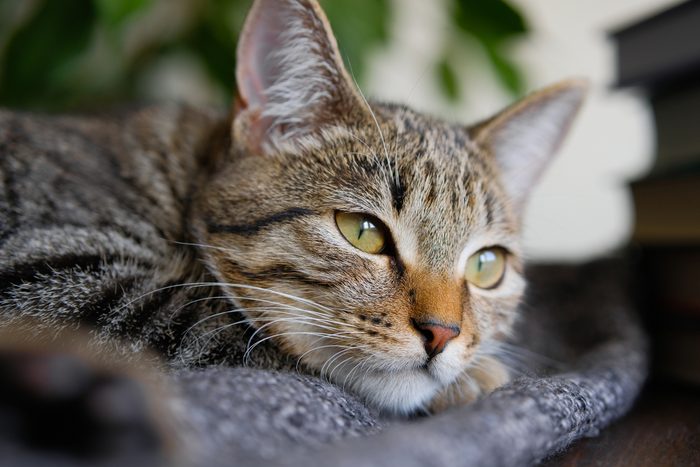 close up of a depressed domestic cat lying on a cat bed on the floor indoors in a home