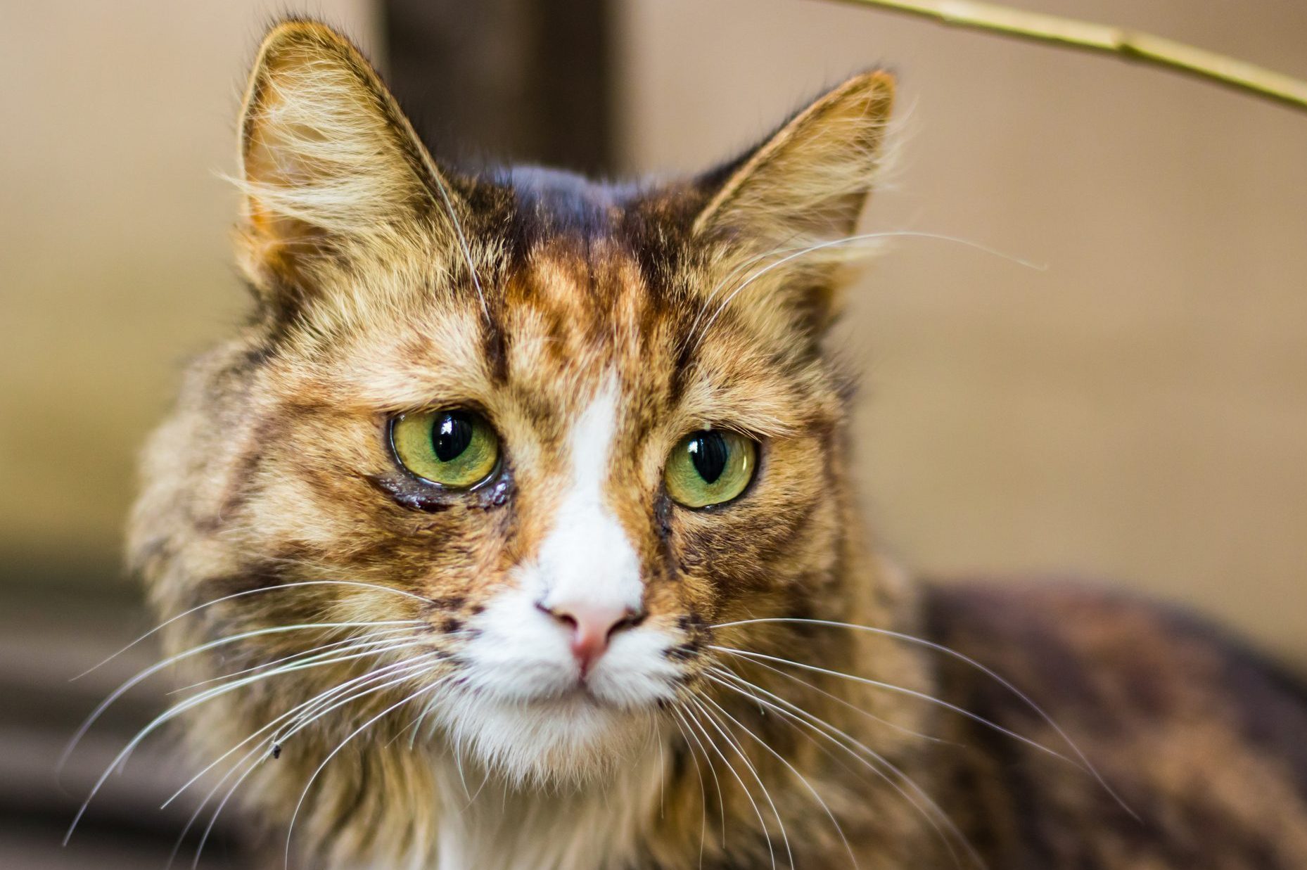 Can Cats Cry? A Vet Explains