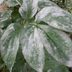 Here's What It Means If You See Powdery Mildew on Your Plants