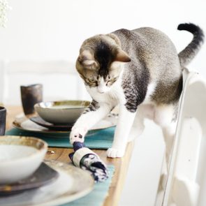 Cat paws at a napkin on a set dining table, with dishes and a cup nearby, in a bright room.
