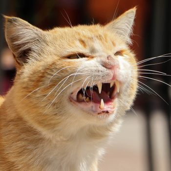 A ginger cat hisses, showing sharp teeth, in a sunny outdoor setting.
