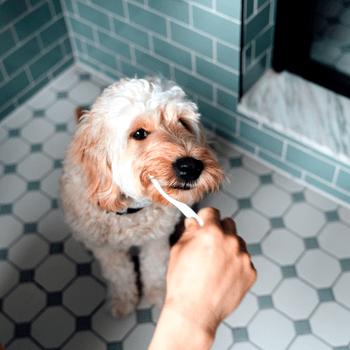 Failed to download image from https://f-cce-5585-b.rdu.r.tmbi.com/wp-content/uploads/2022/04/dogs-brushing-teeth-GettyImages-1322177838.png. Image size exceeds the limit.