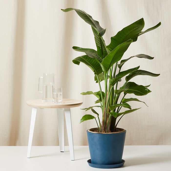 Potted plant stands beside small table with a glass and pitcher of water, set against a plain, light-colored backdrop.
