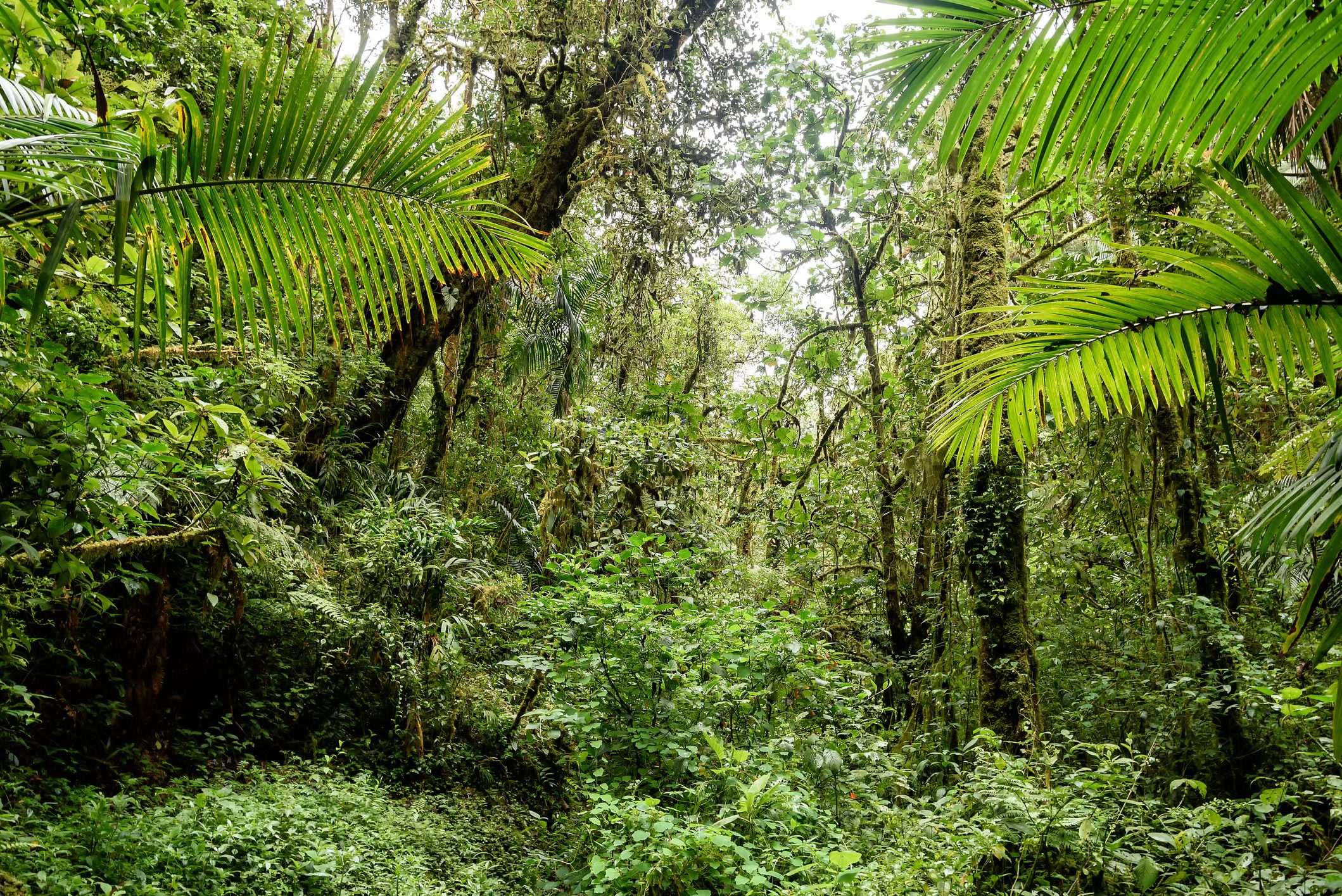 jungle