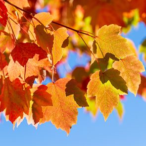 Leaves change color on branches against a clear blue sky, evoking a vibrant autumn scene.