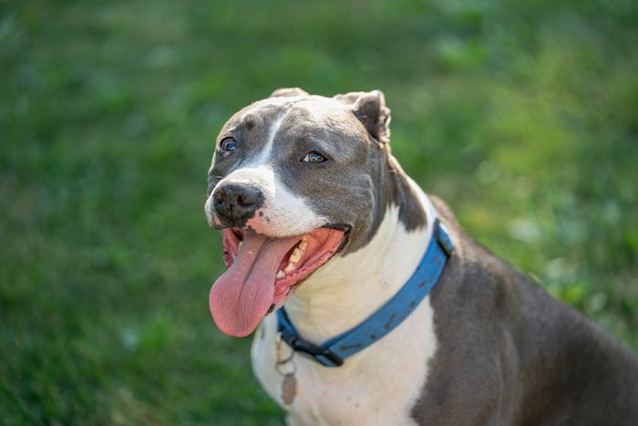 Pitbull Male Is Looking At You With Interest