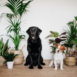Two dogs sit on a jute rug surrounded by potted green plants against a plain white wall.