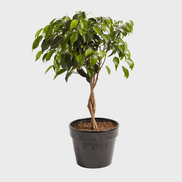 A potted ficus tree stands in a black container, with lush green leaves and braided trunk, against a plain white background.