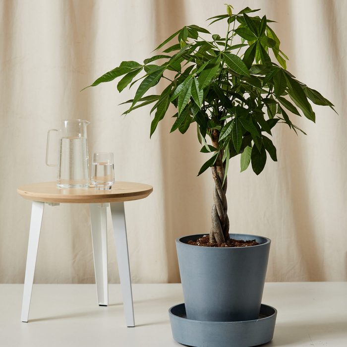 Potted plant stands on a table; pitcher and glass beside it, against a beige curtain backdrop.
