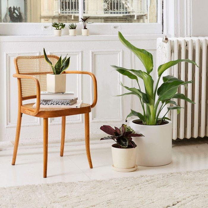 Chair holds plant and books, surrounded by potted plants near a window, white wall, and radiator, on a light floor with a rug.