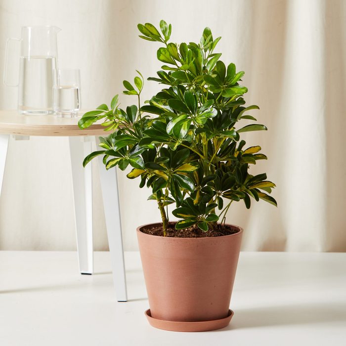 Potted plant with glossy leaves sits on a white surface; nearby, a glass pitcher and cup rest on a small wooden table.