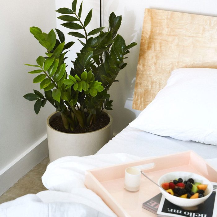 Plant sits in pot beside bed; breakfast tray with yogurt and fruit on bed in a minimalist bedroom.