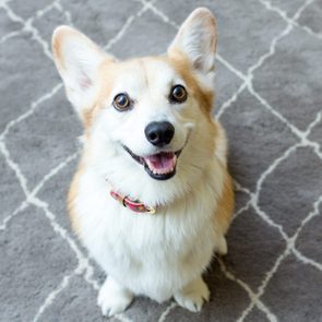 A Corgi sits smiling on a gray, patterned rug, wearing a colorful collar.
