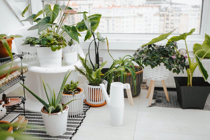 houseplants near the window still at home in white pots