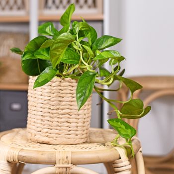 A leafy green plant grows in a woven basket on a wicker stool, surrounded by home furnishings in a cozy room.