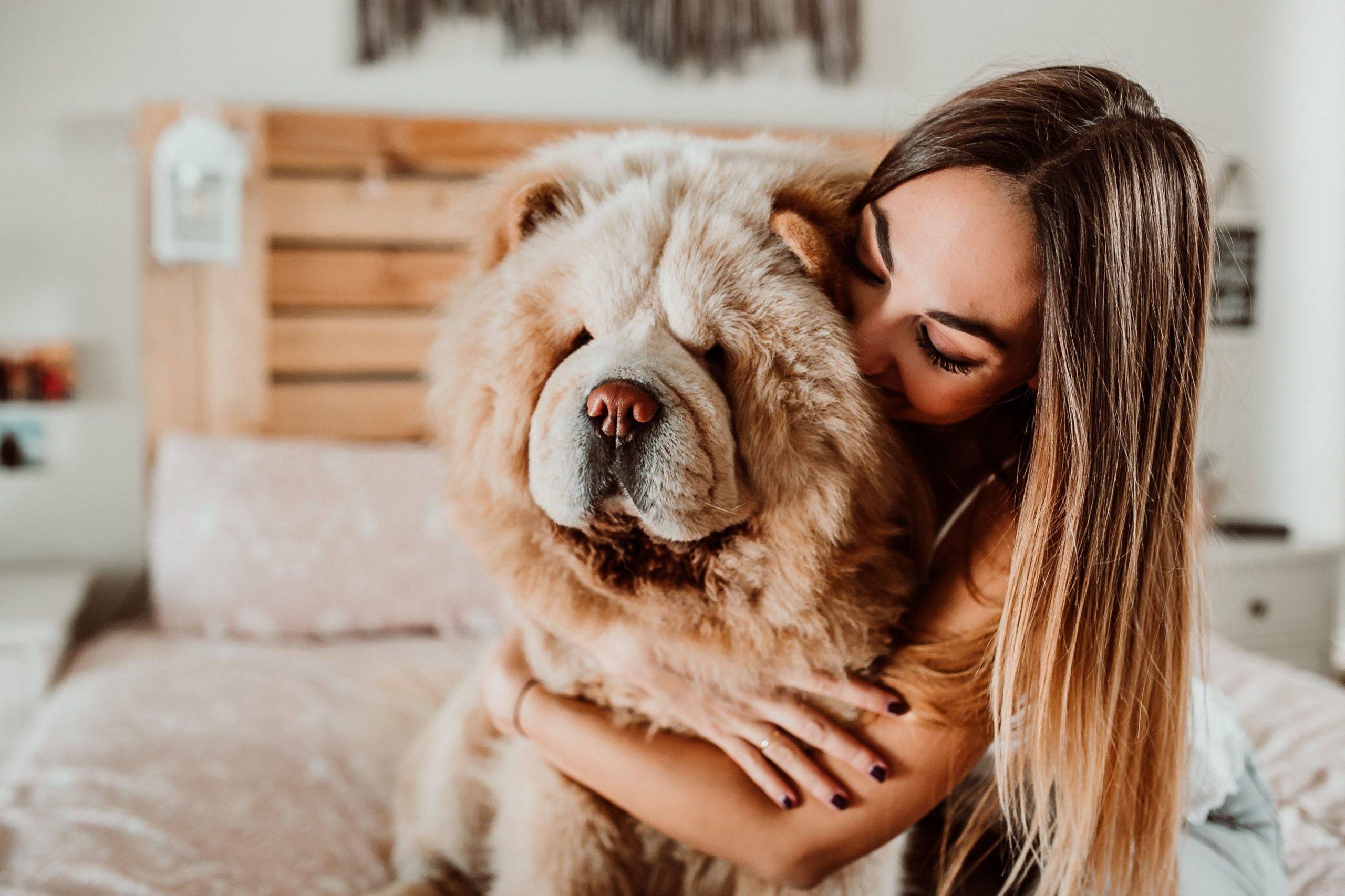 Young Woman Embracing a chow chow Dog On Bed At Home