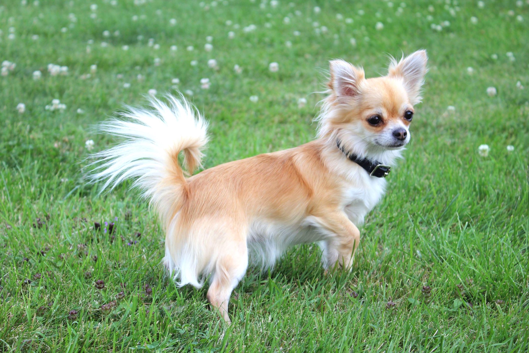Rainy The Chihuahua